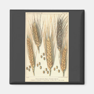 Trockenheitsresistente Weizenpflanze, Vintage-Land Magnet