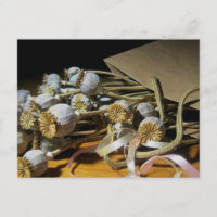 Trockenpoppy-Pods der Blume