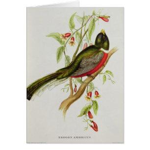 Trogon Ambiguus