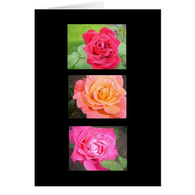 Trois belles roses (Devant)
