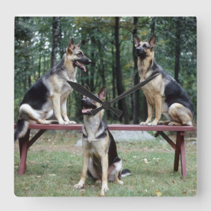 Trois bergers allemands posant horloge murale