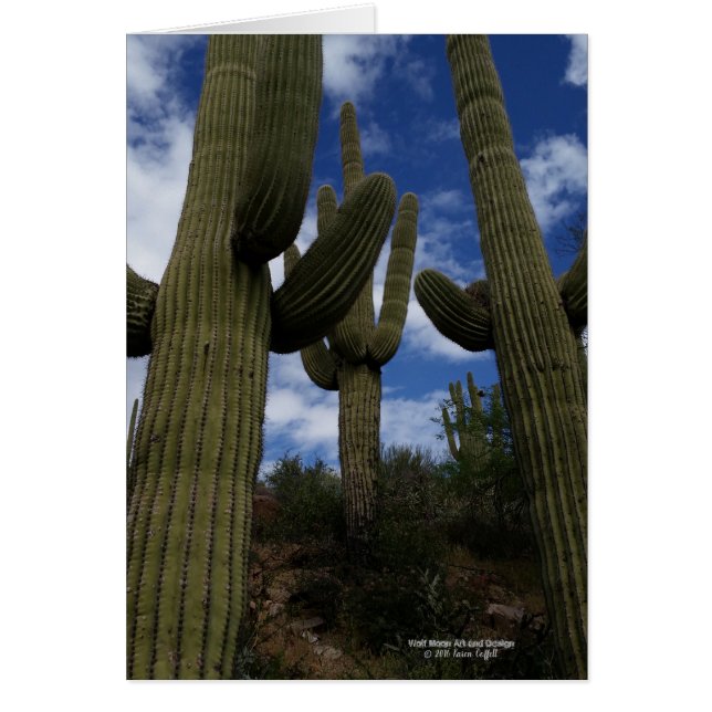 Trois cactus géants de Saguaro avec le ciel bleu (Devant)