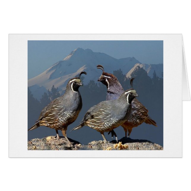 TROIS CAILLES ET SHASTA (Devant horizontal)