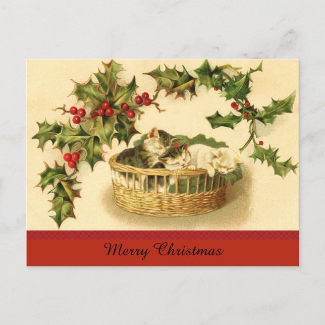 Trois chatons dans une carte postale panier (Devant)