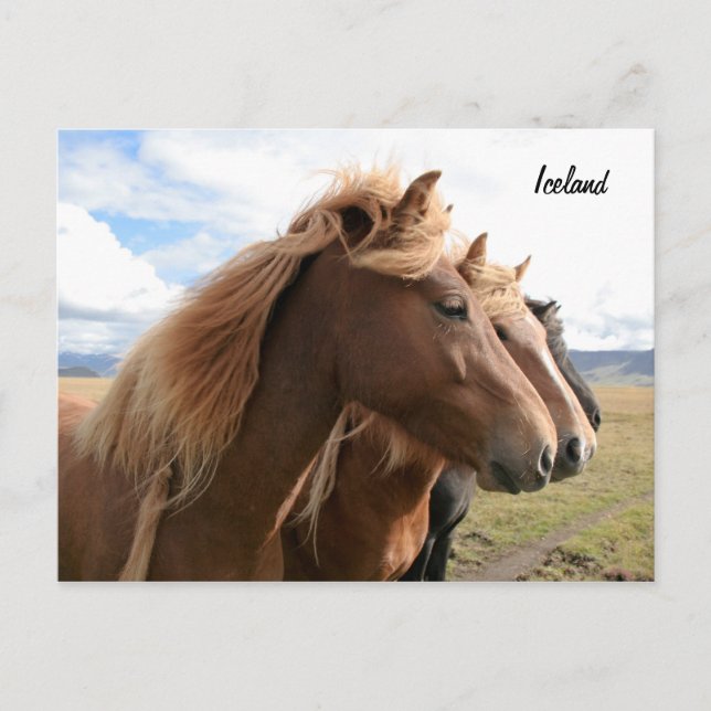 Trois chevaux dans une rangée Carte postale (Devant)