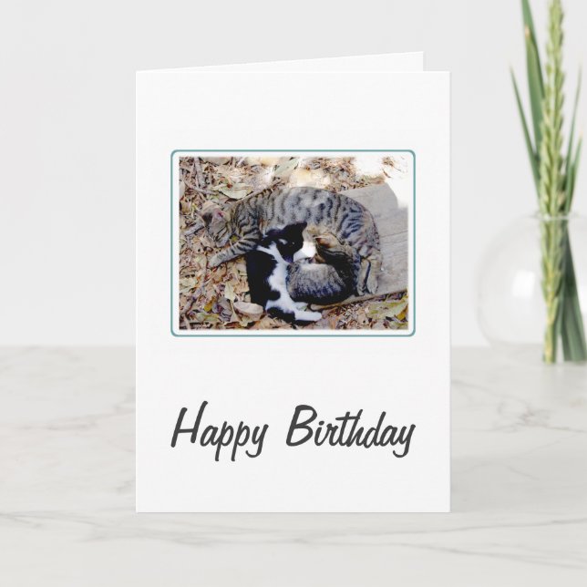 Trois Cutes Chats Coulés Au Sommeil Carte Annivers (Devant)