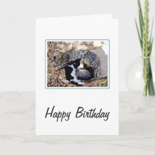 Trois Cutes Chats Coulés Au Sommeil Carte Annivers