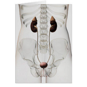 Trois Dimensions Du Système Urinaire Féminin