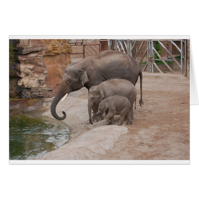 Trois éléphants (Devant horizontal)