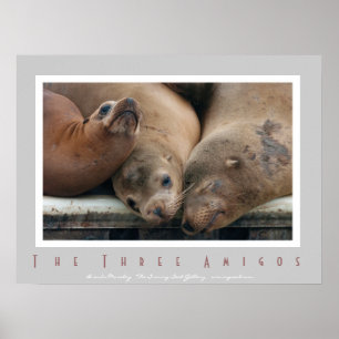 Trois Lions de la mer de Californie - Trois Poster