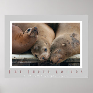 Trois Lions de la mer de Californie - Trois Poster