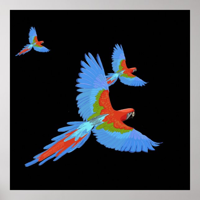 Trois macaws volants Poster tiré main (Devant)