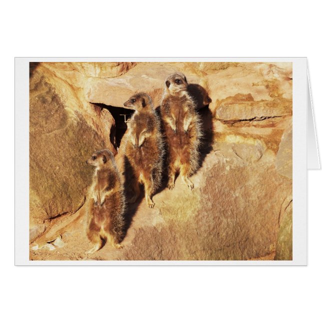 Trois méerkats (Devant horizontal)