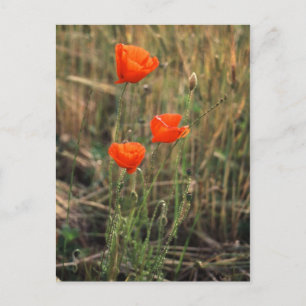 Trois pavois Cartes postales