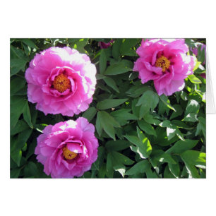 Trois pivoines roses