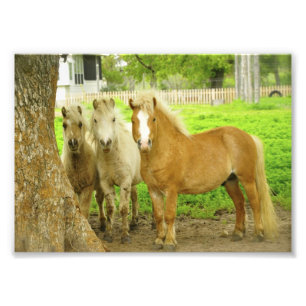 Trois Poney Horse Farm Photo Imprimer