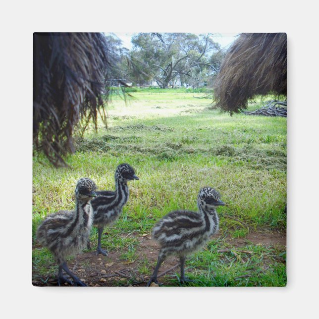 Trois Poussins Emu Fuzzy Baby, Aimant Frigo (Devant)