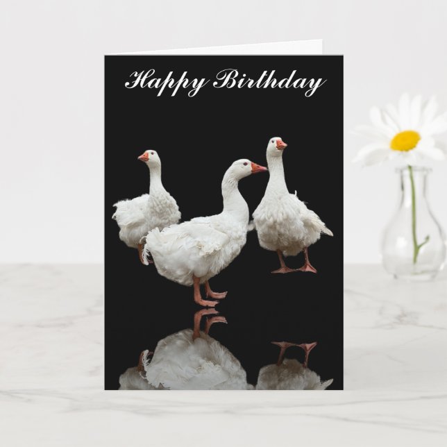 TROIS SEBASTOPOL GEESE PHOTO CARTE DE SALUT NOIR (Petite plante)