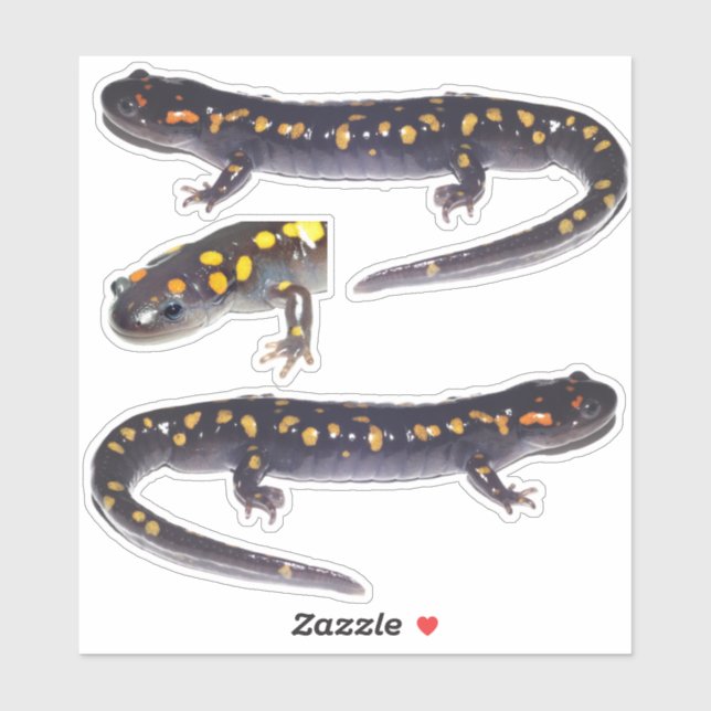 Trois Stickers Vinyle de salamandre tacheté (Feuille)