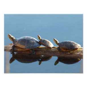 Trois tortues sur un agrandissement photo en rondi
