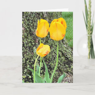 Trois Tulipes Jaunes /