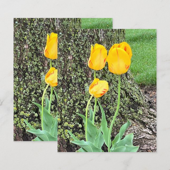 Trois Tulipes Jaunes / Papier à gratter (Devant / Derrière)
