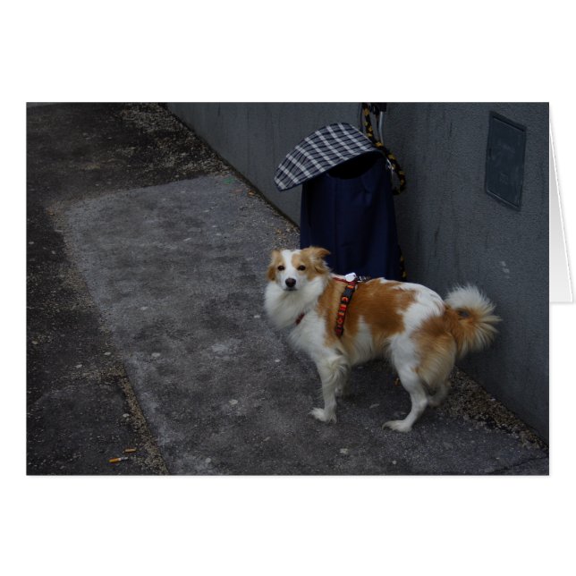 Trolleywache (Vorderseite (Horizontal))