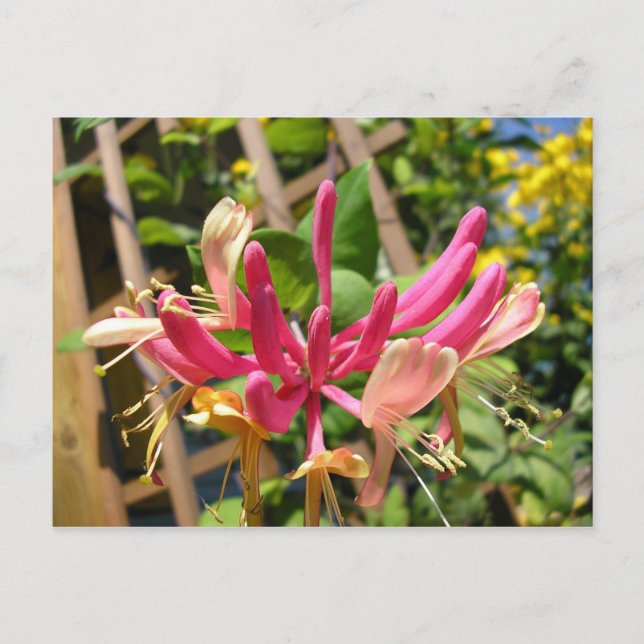 Trompete Chèvrefeuille Postkarte (Vorderseite)