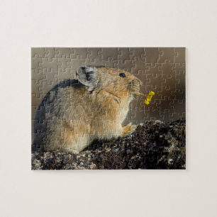 Trompeten der Sonnenaufgang