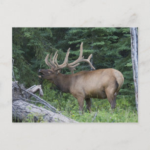 Trompetender Elch im Banff-Nationalpark, Kanada. Postkarte