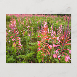 Trompetenlilie (Watsonia) Blume, Ostkap Postkarte