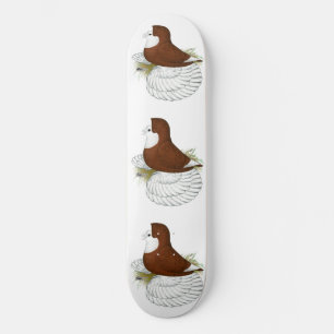 Trompeter Taube Roter Glatzkopf Skateboard