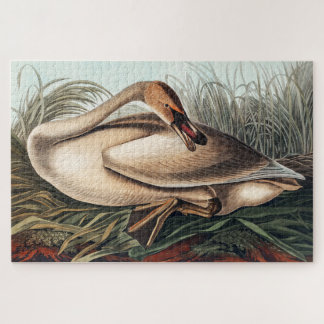 Trompeterschwan von John James Audubon  