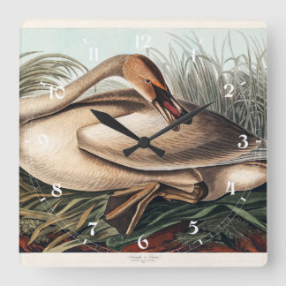 Trompeterschwan von John James Audubon   Quadratische Wanduhr