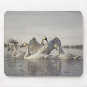 Trompeterschwäne im Madison River im Winter Mousepad