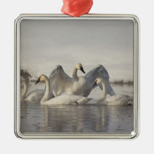 Trompeterschwäne im Madison River im Winter Ornament Aus Metall