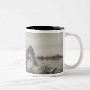 Trompeterschwäne im Madison River im Winter Zweifarbige Tasse