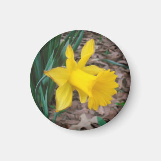 Trompette Daffodique Petit Aimant Rond