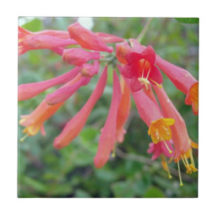 Trompette de corail Honeysuckie Photo Carreaux en 