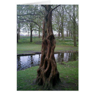 Tronc de l'arbre de l'if noué