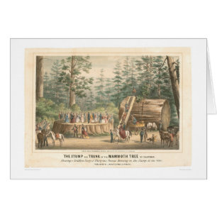 Tronçon de l'arbre gigantesque de Calaveras