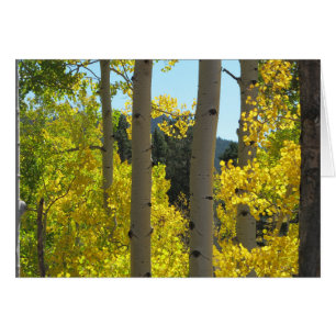 Troncs d'arbre d'Aspen dans Golden Grove