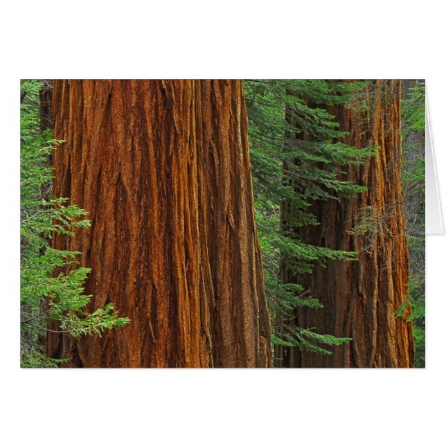 Troncs géants de Sequoia en forêt, Yosemite (Devant horizontal)