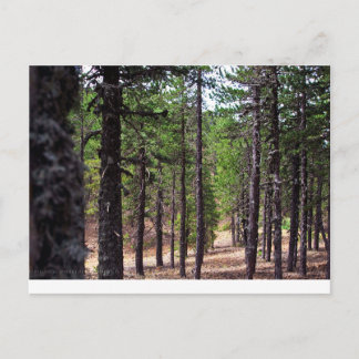 Troodos-Gebirgswald, Zypern Postkarte