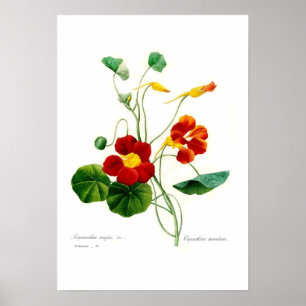 Tropäolum majus(nasturtium) poster