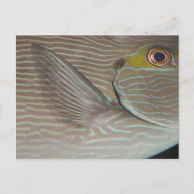 Tropenfische Postkarte (Vorderseite)