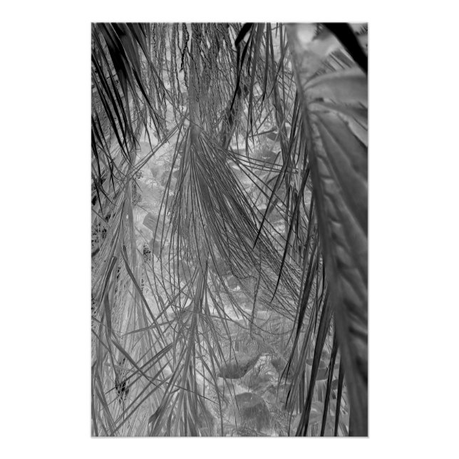 Tropenflüster Poster (Vorderseite)