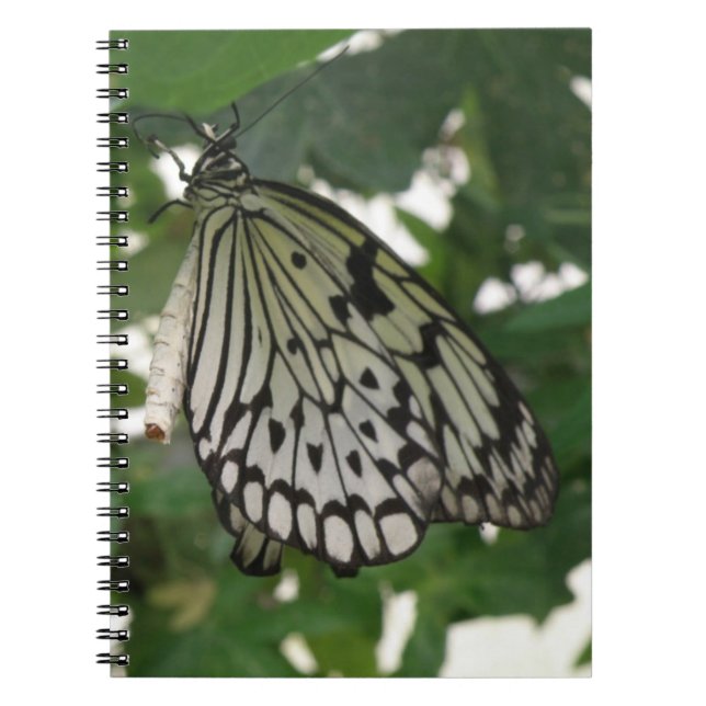 Tropenpapier Kite Butterfly-Notebook Notizblock (Vorderseite)