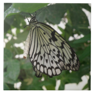 Tropenpapierkite-Schmetterlingsband Fliese