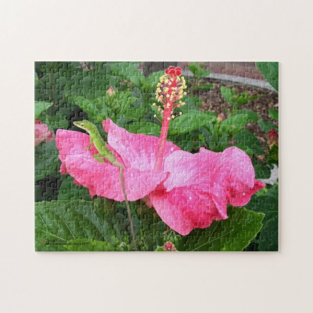 Tropenrosa Hibiskus Blume Anole Lizard Foto (Horizontal)
